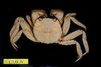 藏品(日本絨螯蟹)的圖片